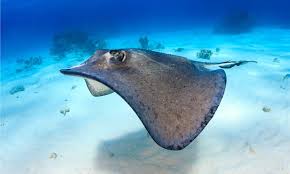 The Ecological Relationship Between Squids and Stingrays